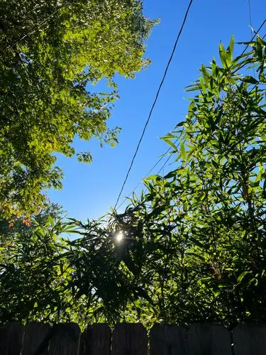 Sunlight filtering through the vibrant green.